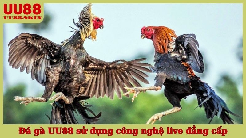 Đá gà UU88 sử dụng công nghệ live đẳng cấp đảm bảo minh bạch