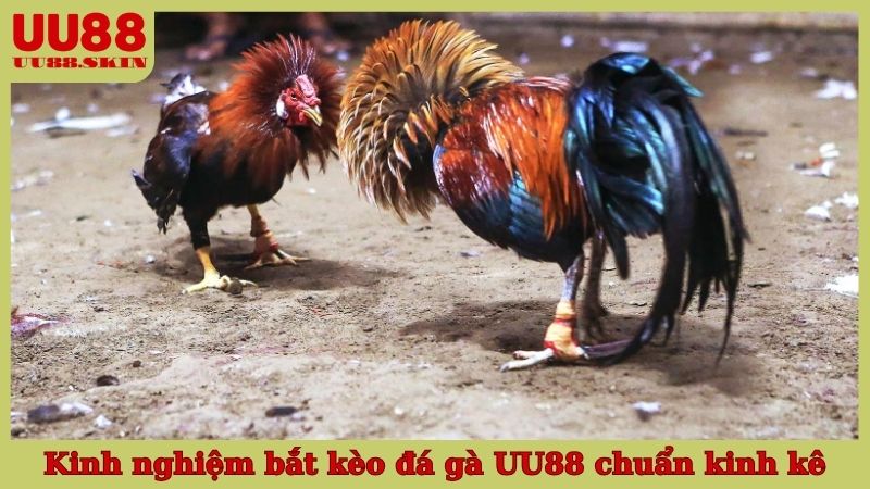 Kinh nghiệm bắt kèo đá gà UU88 chuẩn kinh kê