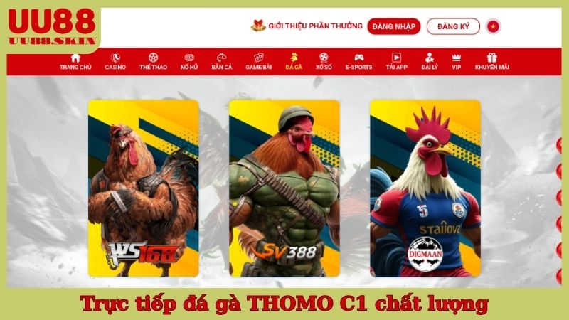 Trực tiếp đá gà THOMO C1 chất lượng