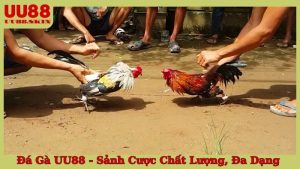 Đá Gà UU88 - Sảnh Cược Chất Lượng, Đa Dạng
